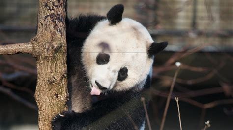 The Smithsonian’s National Zoo and Conservation Biology Institute (NZCBI) will celebrate its three giant pandas before the bears depart for China later this year. Visitors are invited to join the Panda Palooza, a nine-day onsite and online series of events in honor of 25-year-old Mei Xiang (may-SHONG), 26-year-old Tian Tian (tee-YEN tee-YEN) and 3 …